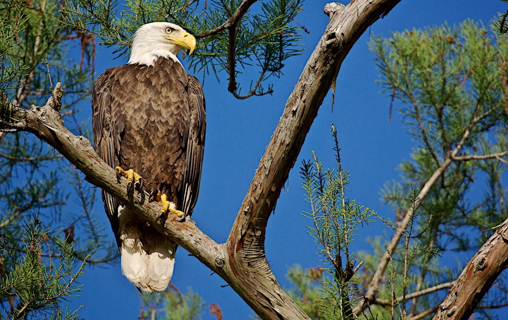 bald eagle